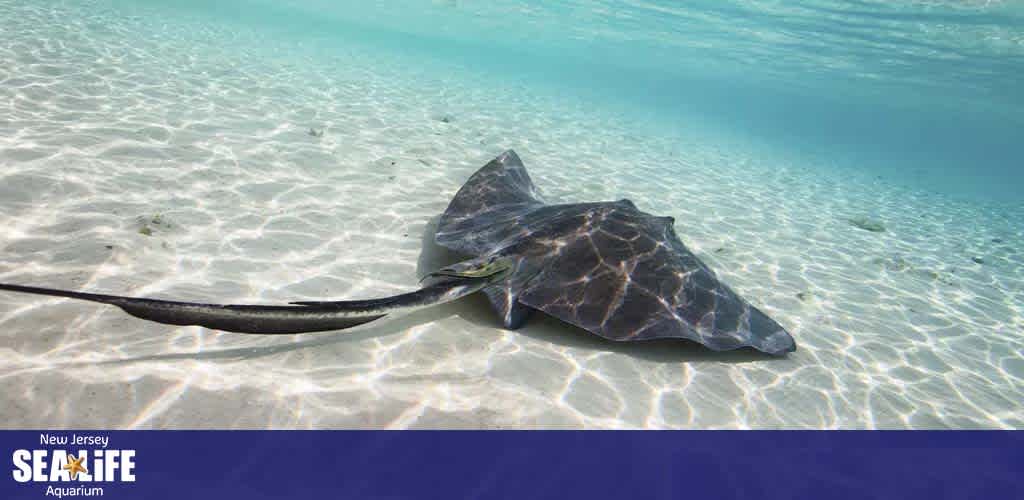 Image shows a serene underwater view with a stingray resting on sandy ocean floor. The clear water and patterns of sunlight on the sand create a tranquil setting. Logo of New Jersey SEA LIFE Aquarium is visible.