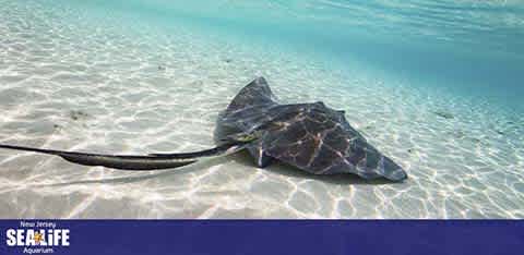 Underwater view of a stingray on sandy ocean floor with clear, turquoise water. The stingray is centered in the image, showcasing its distinctive flat body and long, thin tail. The bottom of the image displays a blue banner with text for New Jersey SEA LIFE Aquarium.