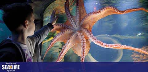 A child is reaching out towards a large orange octopus displayed behind the glass of an aquarium tank. The octopus has its tentacles spread out, creating an impressive display. Text at the bottom indicates it is at the New Jersey SEA LIFE Aquarium.