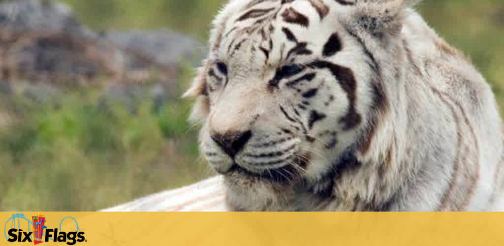 Six Flags Great Adventure discount tickets