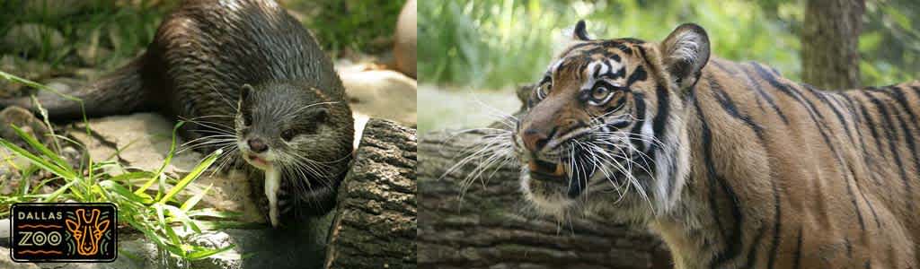 Image featuring two separate photos. On the left, an otter rests on a rock with lush green foliage around. The Dallas Zoo logo is at the bottom left. On the right, a close-up of a tiger looking to the side, showcasing its striped fur and prominent whiskers against a backdrop of soft-focus greenery.