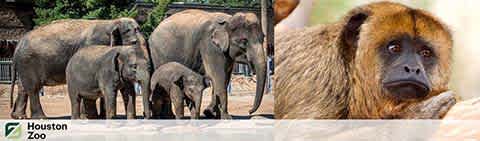 This image features a group of elephants and a close-up of a spider monkey. On the left, several elephants, including a baby, stand together amidst green foliage. On the right, the monkey, with expressive brown eyes and a contemplative expression, peers out. The bottom displays the Houston Zoo logo, indicating the location where the animals reside.