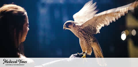 This image features a close-up interaction between a person and a bird of prey, likely at a themed event. On the right, a falcon with its wings partly open and feet gently resting on a gloved hand is the focal point. The bird's gaze is directed forward, exhibiting its sharp beak and attentive eyes. On the left, the profile of a person's face, presumably the falcon's handler, is visible as they look toward the falcon with a background softly illuminated by ambient lighting. The bottom border of the image contains the text "Medieval Times Dinner & Tournament," indicating the setting to be a themed entertainment venue that offers a fusion of dining and medieval-themed performances.

At GreatWorkPerks.com, experience the thrill of the past with exclusive savings on tickets, ensuring you enjoy the spectacle of Medieval Times at the lowest prices available.