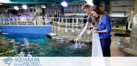 Two people are leaning over a touch pool at the Aquarium of the Pacific, looking at the marine life. Various equipment and tanks surround the pool in the background. The aquarium logo is displayed below the image.