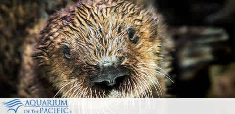 Close-up view of a sea otter at the Aquarium of the Pacific. The otter's wet fur is rich brown with hints of lighter shades. Its face is detailed with long whiskers and dark, shiny eyes, exuding a sense of curiosity and playfulness. The blurred background suggests a natural aquatic habitat. Aquarium branding is visible at the image's bottom.