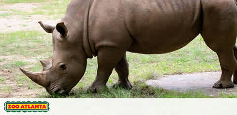 Image shows a full side view of a rhinoceros standing on grass at Zoo Atlanta. The rhino is facing left with its two prominent horns visible. The logo of Zoo Atlanta is displayed in the lower-left corner. The animal is set against a blurred background suggesting a peaceful habitat.