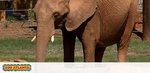 Image shows a close-up view of an elephant at Zoo Atlanta, captured from the side. The elephant's skin is wrinkled with a visible ear, eye, and tusk. Part of the animal's trunk and legs are also seen, with a glimpse of a grassy enclosure and fence in the background. The zoo's logo is visible at the bottom.