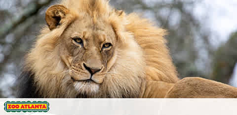 Image: A regal lion with a full mane lounges, gazing into the distance. The background is blurred with tones of white and gray, suggesting a cold day. Text overlay at the bottom of the photo reads 'Zoo Atlanta', implying the location of the photograph.