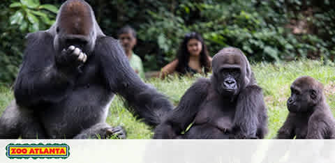 Image of three gorillas at Zoo Atlanta, with a large male on the left eating, a female in the center, and a young gorilla on the right. In the background, two visitors are observing them.