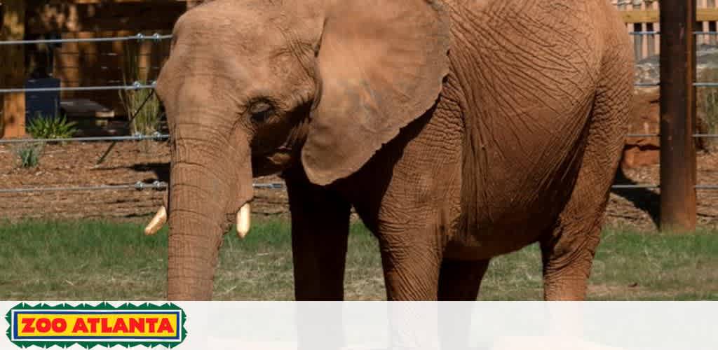 Image of a brown elephant at Zoo Atlanta, facing left with tusks visible. The elephant's skin texture is wrinkled. In the background is a fence and greenery. The zoo's logo is at the bottom.