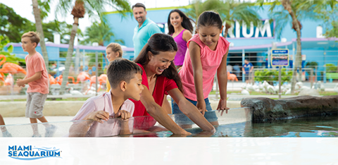 Family enjoys interactive touch pool at Miami Seaquarium.