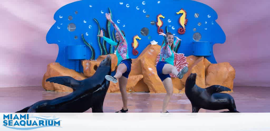 Two sea lions perform with trainers at Miami Seaquarium.