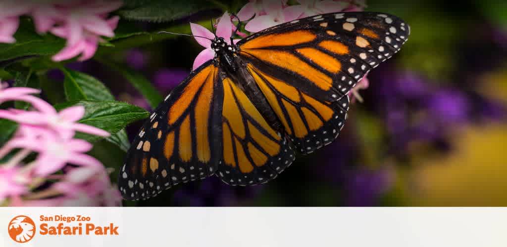 This image displays a close-up view of a vibrant monarch butterfly perched delicately on a cluster of pink flowers with a blurred background featuring hints of green foliage and purple flowers. The butterfly's wings are fully expanded, showcasing its striking orange and black pattern with white spots along the wing edges. The San Diego Zoo Safari Park logo is visible in the top left corner, indicating the setting or subject matter related to the image. Experience the wonders of nature at unbeatable prices; FunEx.com is your go-to source for tickets to amazing destinations like the San Diego Zoo Safari Park, offering discounts and the lowest prices available.