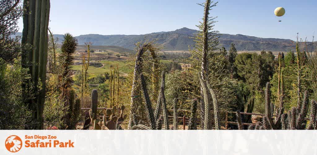 This image displays a scenic view of the San Diego Zoo Safari Park, with a focus on a variety of cacti and tall green plants in the foreground. Beyond the dense array of desert flora, the expansive park unfolds into a lush valley dotted with additional greenery. In the midground, there's a glimpse of what appears to be a fenced enclosure within the park. The background offers a picturesque view of rolling hills and a clear blue sky. Towards the upper right side of the image, a white hot air balloon with a logo drifts serenely in the sky. The lower-left corner of the image features the Safari Park's logo. Experience the natural beauty and adventure at San Diego Zoo Safari Park; visit FunEx.com to find the lowest prices on tickets and enjoy significant savings on your next visit.