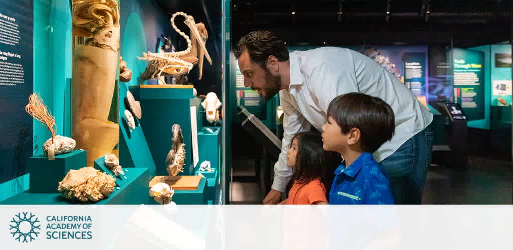 A man and two children are exploring a brightly lit museum exhibit at the California Academy of Sciences. They are observing a variety of natural artifacts displayed in a glass case. The museum offers an engaging environment with educational displays for all ages. The atmosphere is curious and educational, fostering learning and exploration.