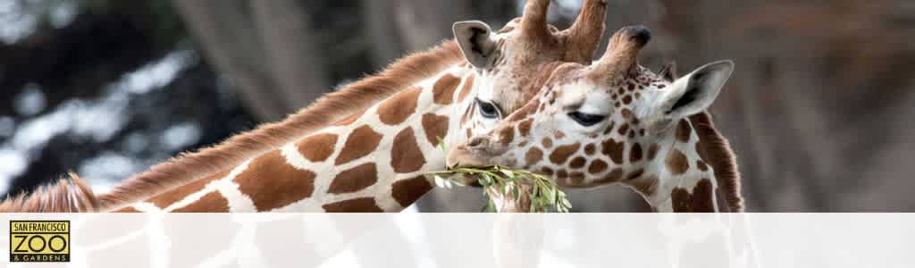 Banner image featuring two giraffes at the San Francisco Zoo & Gardens, one in the foreground nibbling on some greenery while the other partly visible in the background, set against a blurred natural setting. The zoo's logo is in the bottom left corner.