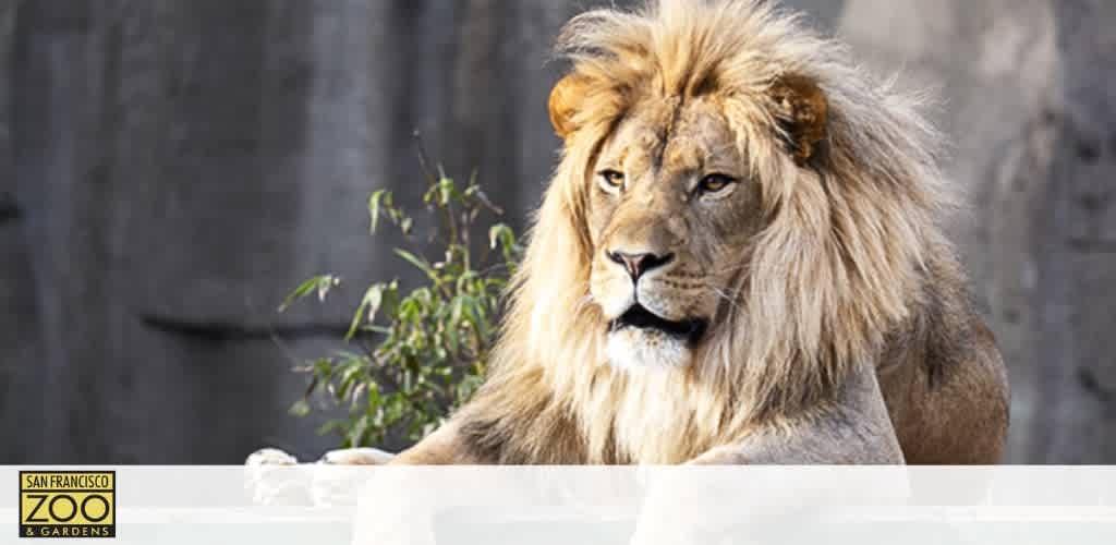 Image shows a majestic lion with a full mane sitting calmly, gazing to the left, with a neutral, rocky backdrop. The photo includes the San Francisco Zoo & Gardens logo in the bottom left corner, suggesting the location of this serene scene.