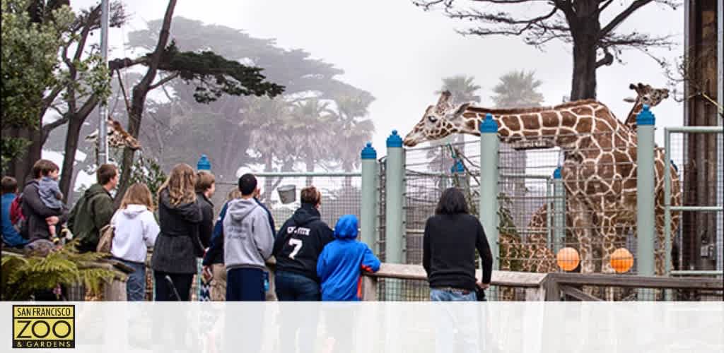 Visitors enjoy viewing giraffes at the San Francisco Zoo & Gardens. The enclosure features tall trees and a misty sky in the background, along with a group of people focused on the animals in the foreground.