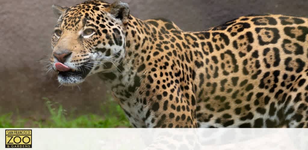 A majestic jaguar with a spotted coat is captured mid-stride, licking its lips. The photo includes a blurred naturalistic background and a logo for San Francisco Zoo & Gardens positioned in the bottom left corner.