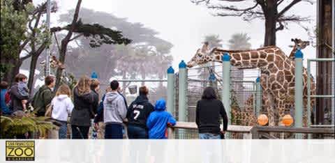 Visitors at a zoo observe a tall giraffe behind a fence. The giraffe stands near a feeding platform. Trees and fog form the backdrop. The scene is peaceful, showcasing a typical day out for families and animal enthusiasts enjoying a wildlife experience. The weather appears cool and overcast.