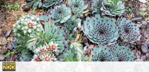 This image depicts a garden bed featuring a variety of blooming succulent plants with intricate patterns on their thick, fleshy leaves. Subtle white flowers emerge from the green and gray-toned foliage, providing a contrast of textures and colors. The background hints at more greenery in a natural, outdoor setting.