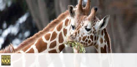 Image of a giraffe at the zoo, eating some greenery. The animal's distinctive spotted pattern and long neck are clear, set against a blurred background. The zoo's logo appears in the bottom right corner.