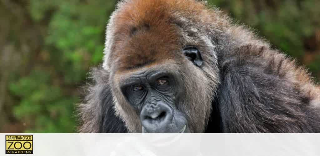Image of a thoughtful silverback gorilla with a distinctive orange and grey fur, looking to the side, set against a soft-focused natural green background. The logo of San Francisco Zoo & Gardens is visible in the upper left corner, suggesting the photo's location.