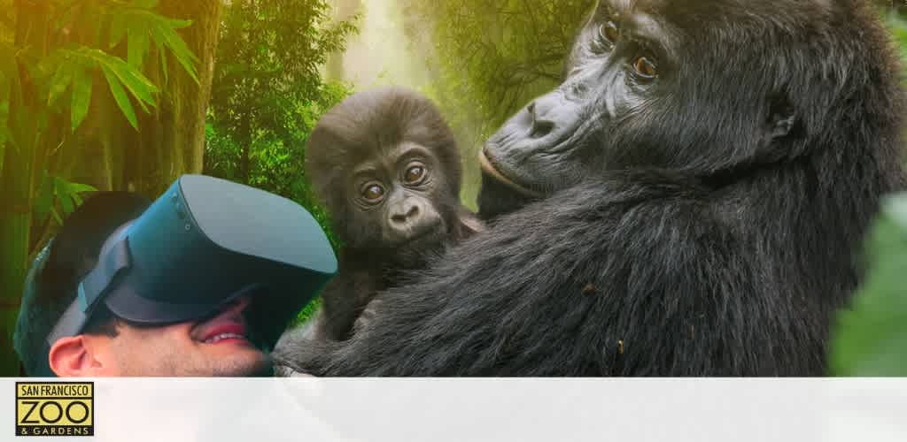 An engaging image features a young gorilla beside an adult gorilla with a misty jungle backdrop. In the foreground, a person wearing a virtual reality headset is seemingly interacting with the gorillas. The San Francisco Zoo & Gardens logo is present, suggesting a virtual zoo experience.