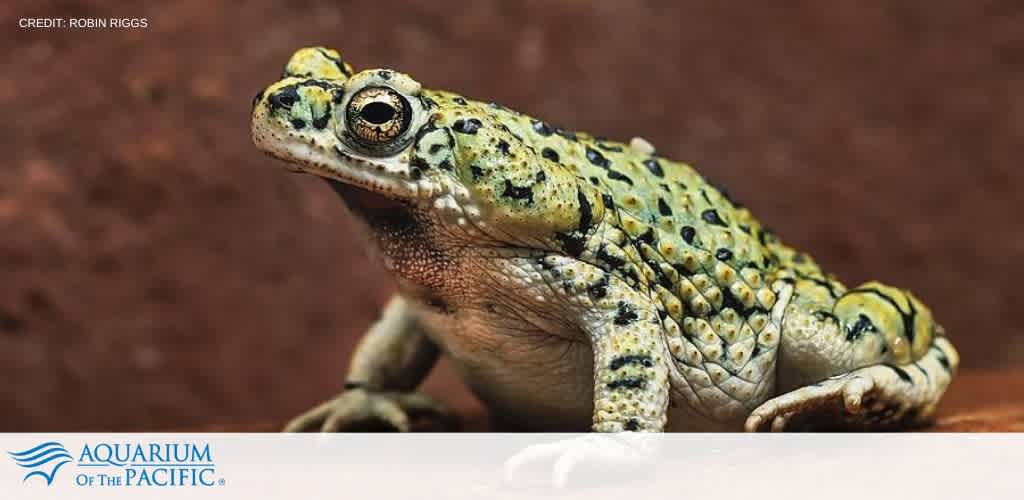 A close-up of a speckled frog with a textured back, spotting yellow and green colors, perched on a surface with a blurred natural background.