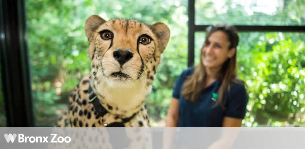 Image featuring a close-up of a cheetah in the foreground, looking directly at the camera with a backdrop of lush greenery. A female zookeeper smiles in the background, slightly out of focus. Caption in the image includes 'Bronx Zoo' logo.
