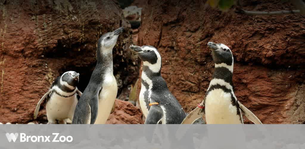 Four penguins standing in front of reddish-brown rocks at the Bronx Zoo.