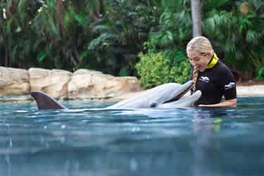 Resort Package with a Dolphin Swim - “October Sale”