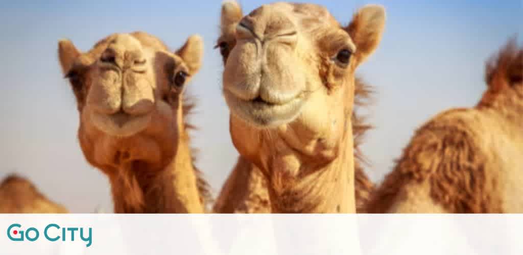 Two camels in a desert setting with