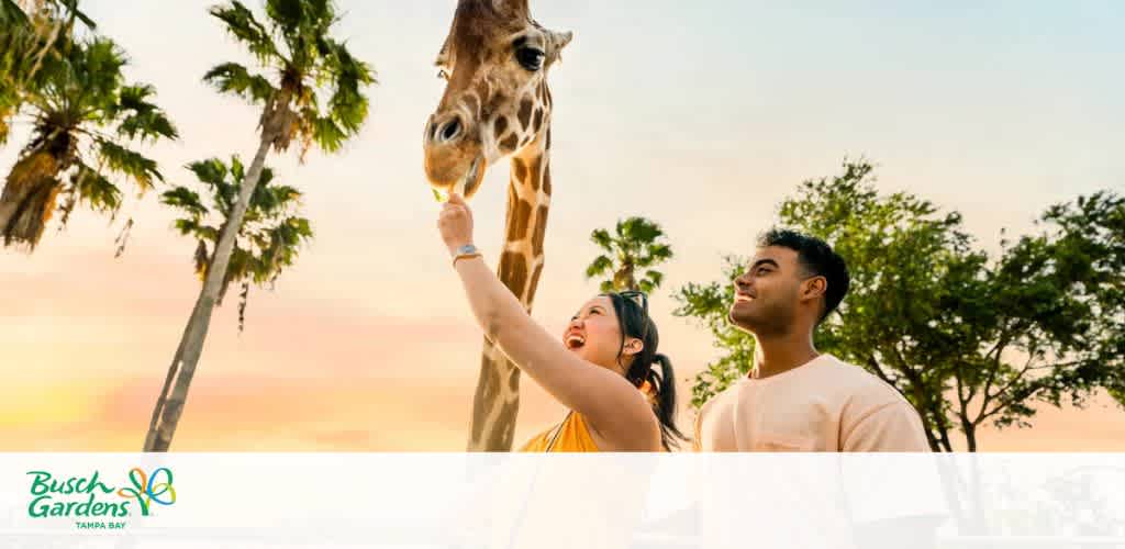 A woman joyfully feeds a giraffe while a man stands beside her, both smiling under a vibrant sunset. Tall palm trees frame the background, creating a serene and tropical atmosphere. The logo of Busch Gardens Tampa Bay is visible at the bottom, suggesting the location of this engaging wildlife interaction.
