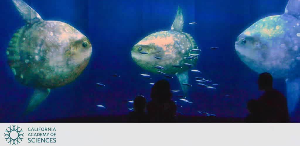 The image shows an aquarium at the California Academy of Sciences featuring three large sunfish swimming in deep blue water. Small fish swim alongside. Silhouettes of three people observe the scene, enhancing the sense of scale and immersion. The academy's logo is visible at the bottom left.