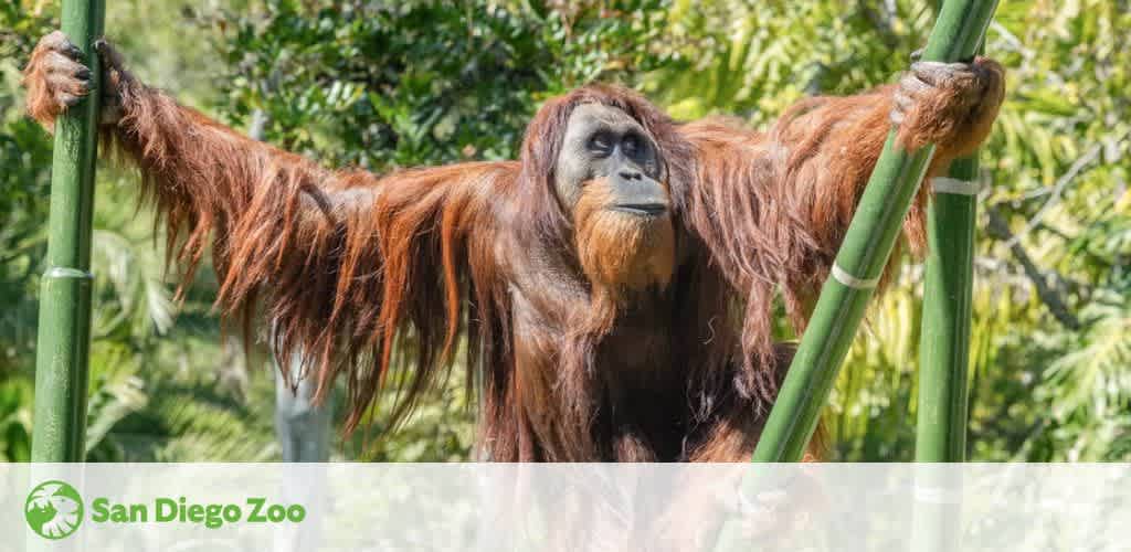 An orangutan hanging between two green poles with lush greenery in the background.