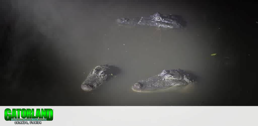 Three alligators swimming in murky water. Only their eyes and snouts are visible above the surface, creating a sense of stealth and mystery. The background is dark, adding to the intrigue. Suitable for showcasing an adventurous and thrilling wildlife experience.