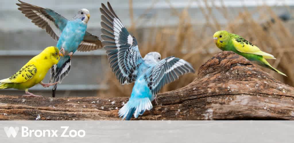 Four parakeets on a log in a natural setting.
