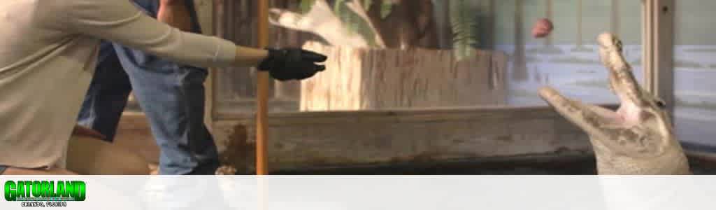 A person in a beige long-sleeved shirt and black glove feeds a crocodile in an indoor enclosure. The crocodile, partially submerged, has its mouth open, poised to catch a piece of food. The scene contains a background of glass with natural light filtering in. The atmosphere is attentive and engaging, capturing a moment of interaction between human and animal at Gatorland in Orlando, Florida.