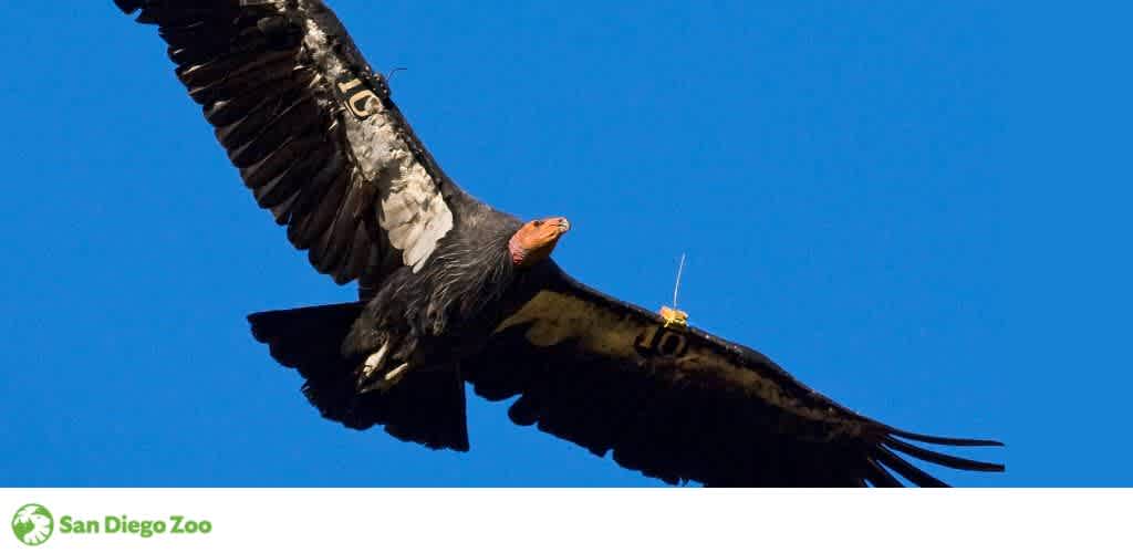 A California condor with wings spread wide flies against a clear blue sky, displaying a tracking device and a numbered tag. San Diego Zoo logo in the corner.