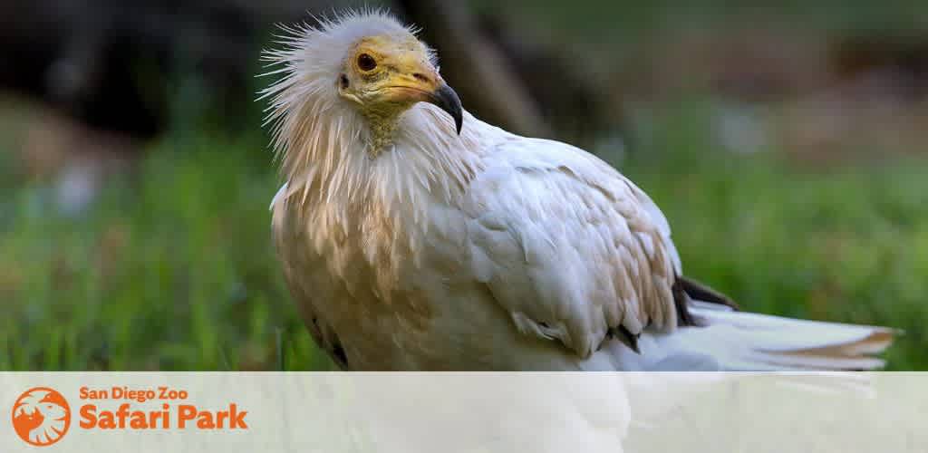 A white and yellow bird with a large beak and fluffy feathers sitting outdoors with green blurred background.