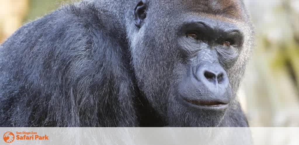Close-up of a gorilla with dark fur and a thoughtful expression, set outdoors in natural surroundings.
