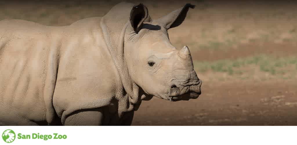 Close-up of a rhinoceros on dry terrain with the San Diego Zoo logo.