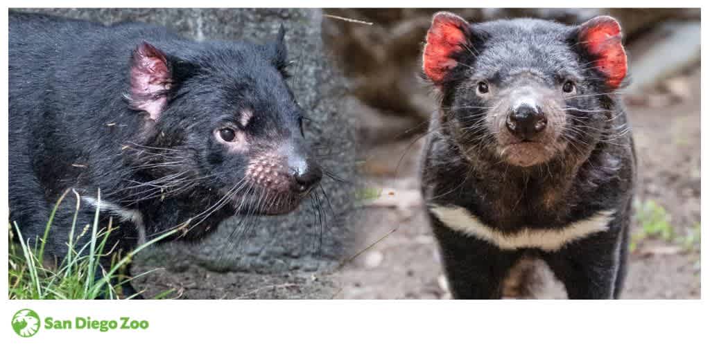 Two Tasmanian devils outdoors, with one facing sideways and the other facing forward.