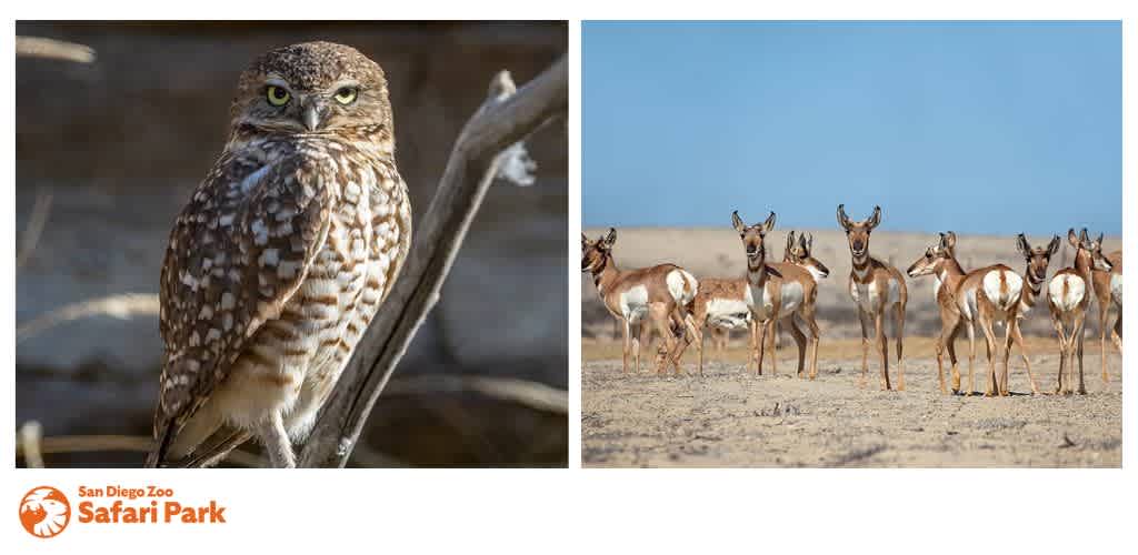 A burrowing owl on a branch and a group of pronghorn antelopes in an open landscape. San Diego Zoo Safari Park logo at the bottom left.