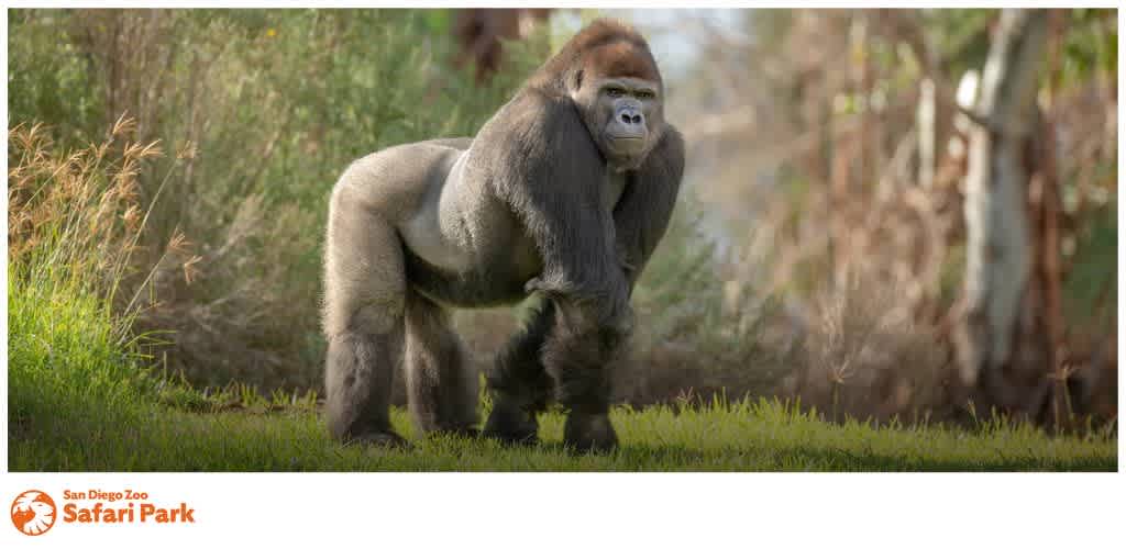 A gorilla standing in a green, natural environment with foliage and trees.