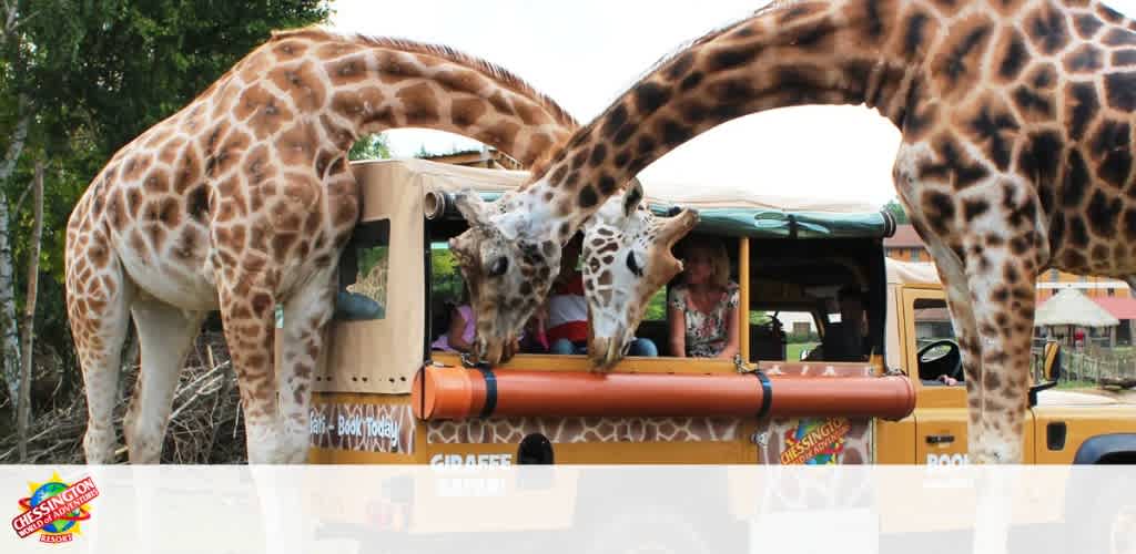 Two giraffes are leaning over a yellow safari vehicle, drinking from a long tube attached to the side of the vehicle during a zoo visit.