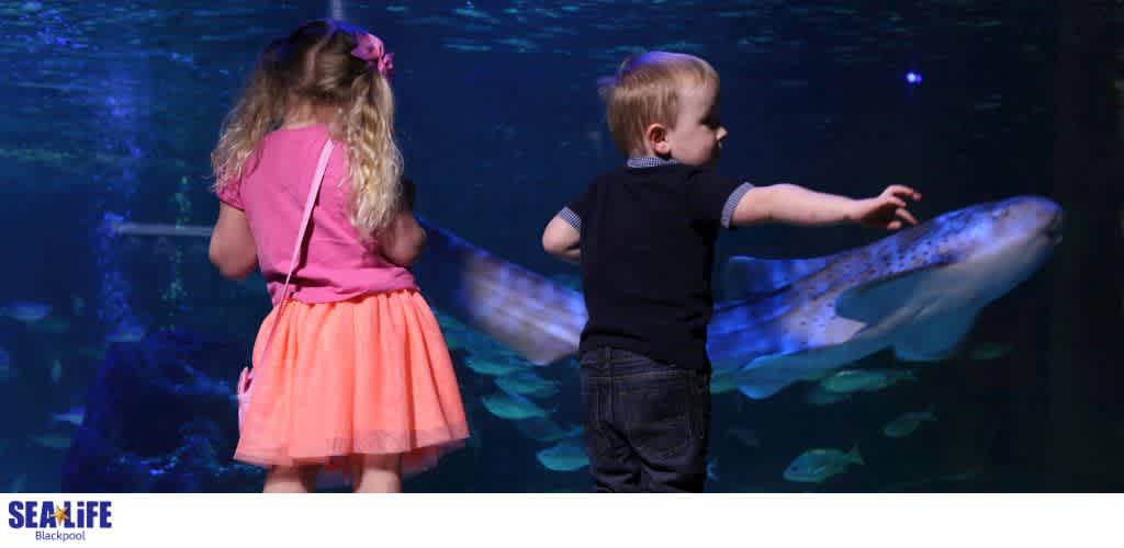 Two children interact with a large fish in an aquarium exhibit at SEA LIFE Blackpool.