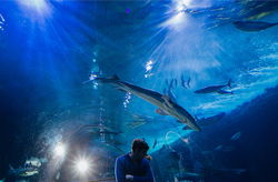 Aquarium of the Bay San Francisco