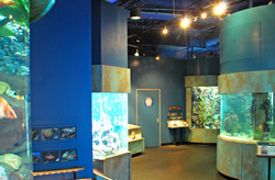Aquarium of the Bay San Francisco